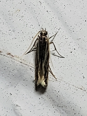Eralea albalineella