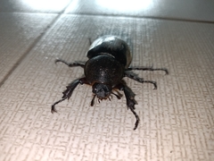 Xylotrupes gideon