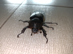 Xylotrupes gideon
