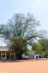 Ficus religiosa