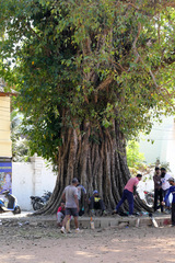 Ficus religiosa