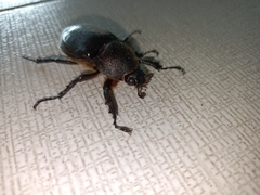 Xylotrupes gideon
