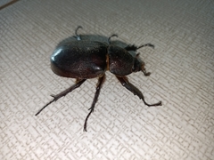 Xylotrupes gideon
