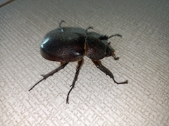 Xylotrupes gideon