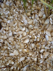 Erodona mactroides