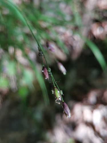 mednička jednokvetá (Melica uniflora)