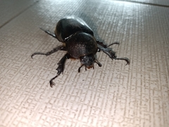 Xylotrupes gideon
