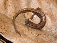 Western Dwarf Salamander photo 2