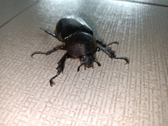 Xylotrupes gideon