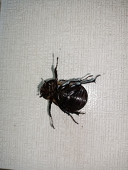 Xylotrupes gideon