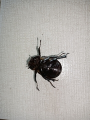 Xylotrupes gideon