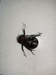 Xylotrupes gideon