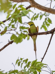 Merops viridissimus