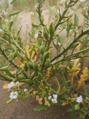 Cakile maritima integrifolia