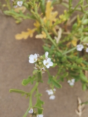 Cakile maritima integrifolia