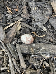 Antrostomus vociferus