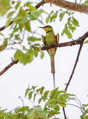 Merops viridissimus