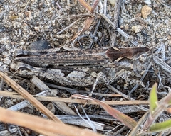 Psoloessa delicatula