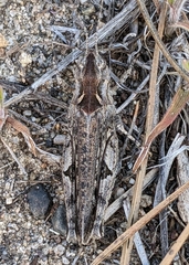 Psoloessa delicatula