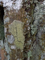 Pertusaria flavida