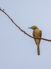 Merops viridissimus