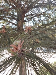 Pinus teocote