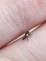 Idiocerus stigmaticalis