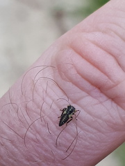 Idiocerus stigmaticalis