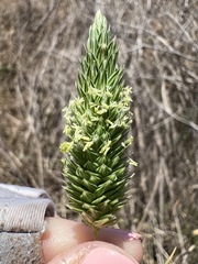 Phalaris minor