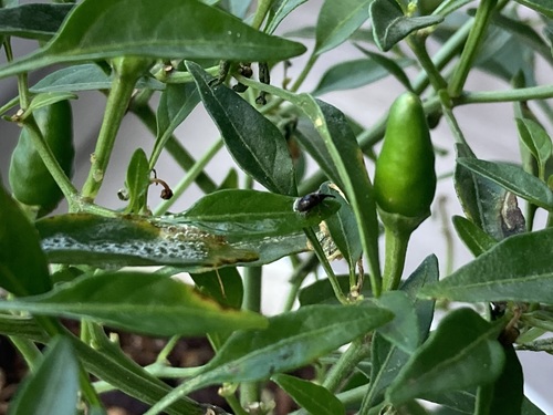 Anthonomus eugenii observed 2022-05-17
