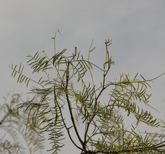 Prosopis chilensis