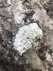 Solenopsora candicans