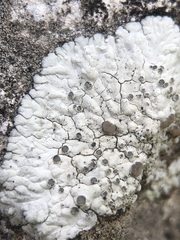 Solenopsora candicans