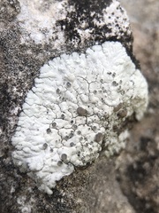 Solenopsora candicans