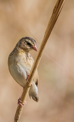 Euplectes franciscanus