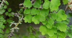 Adiantum raddianum