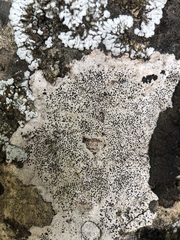 Bagliettoa parmigera