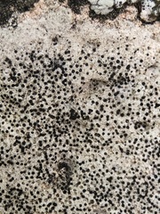 Bagliettoa parmigera