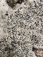 Bagliettoa parmigera