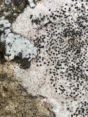 Bagliettoa parmigera