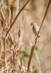 Euplectes franciscanus