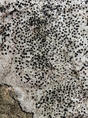 Bagliettoa parmigera