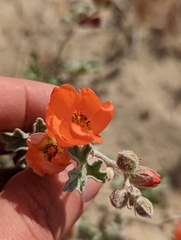 Sphaeralcea grossulariifolia