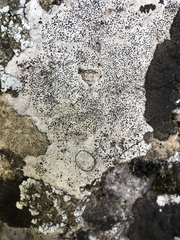 Bagliettoa parmigera