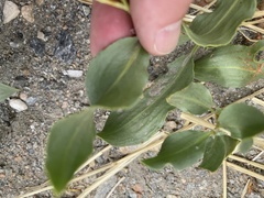 Rumex venosus