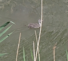 Podiceps cristatus