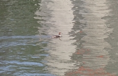 Podiceps cristatus
