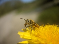 Andrena erythrogaster