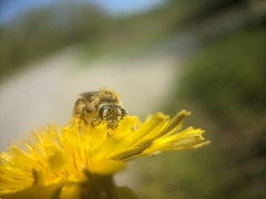 Andrena erythrogaster