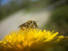 Andrena erythrogaster